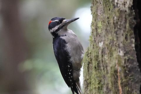 Close up of a Hairy Woodpecker foraging on the side of a tree showing its long break