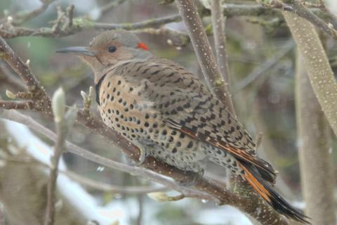 An Intergrade Northern Flicker shows features of both Red-shafted and Yellow-shafted