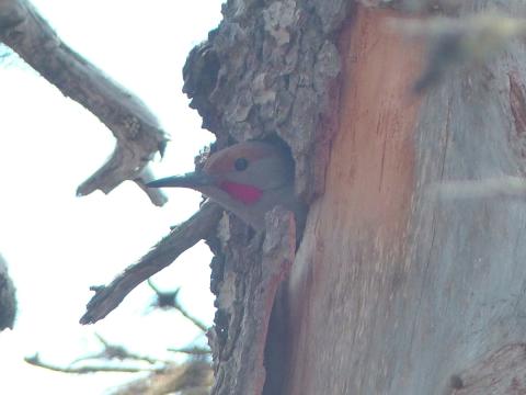 A Male Red-Shafted Woodpecker sticks his head out from a tree cavity at Hurricane Ridge