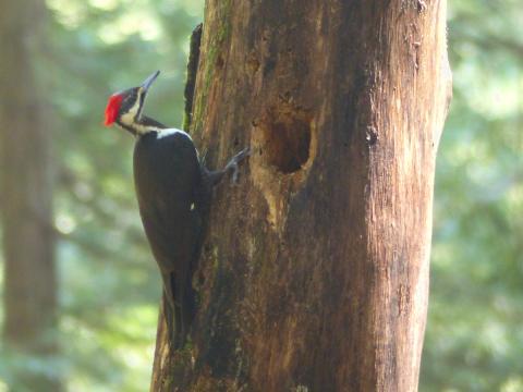 A Female Pileated Woodpecker clings to the side of a dead standing tree next to what might be the start of a future nesting cavity