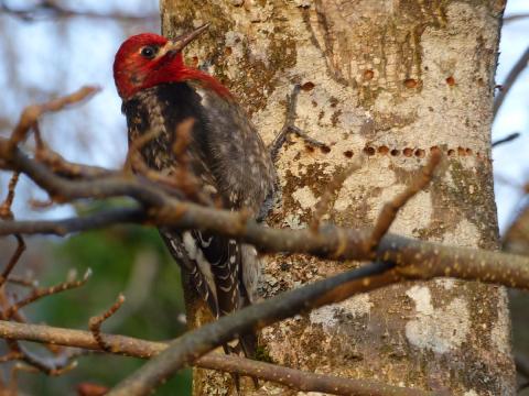 A Red-Breasted Sapsucker is shown in winter on a Magnolia tree next to the holes it has already drilled into the trunk