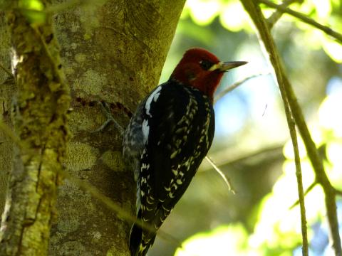 A Red-breasted Sapsucker is shown with a view of its patterned white and black back 