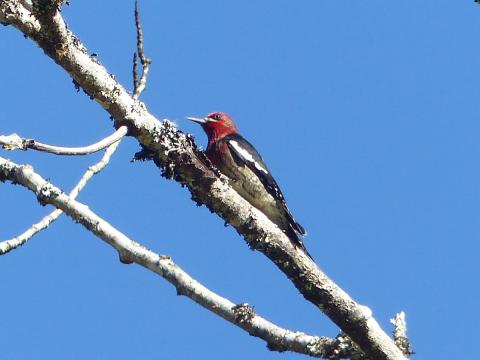 A distant view of the Red-breasted Sapsucker in good light showing the white shoulder slash and bright red head