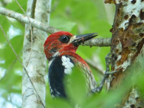 Close up head shot of a Red-breasted Sapsucker showing the white shoulder mark, red head, and red neck and upper chest