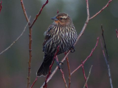 A female Red-winged Blackbird is very different than the male with a streaky breast, a eye line, and hints of pink in the plumage