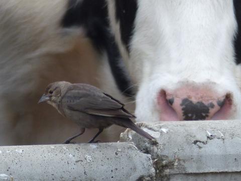 A female Brown-headed Cowbird is shown in front of a black and white cow 