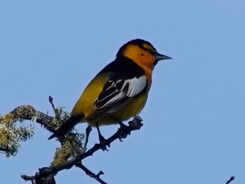 A Stunning adult male Bullock's Oriole is pictured perched against blue sky who is brilliantly orange with black and white wings and a black head 