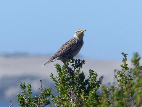 Western Meadowlark is pictured which is not a common bird but used to breed here when there was more prairie habitat