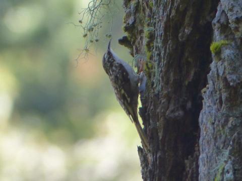 A Brown Creeper is shown creeping up a large conifer branch 