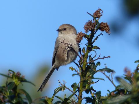 A Bushtit is shown perched in a shrub showing its long tail with blue sky in the background