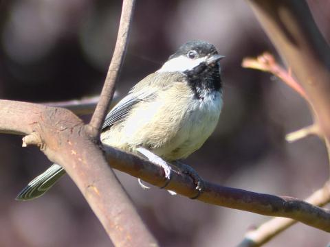An adult Black-capped Chickadee is facing the camera showing its buffy flanks