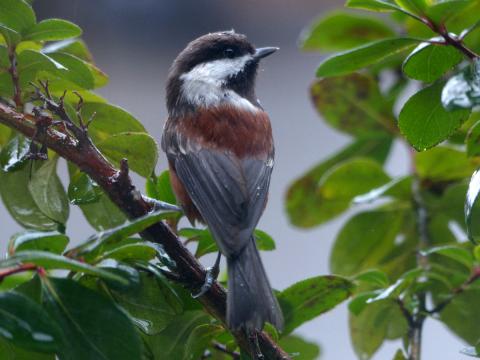 A Chestnut-backed Chickadee is shown with its back facing the camera and showing off its reddish brown back color 