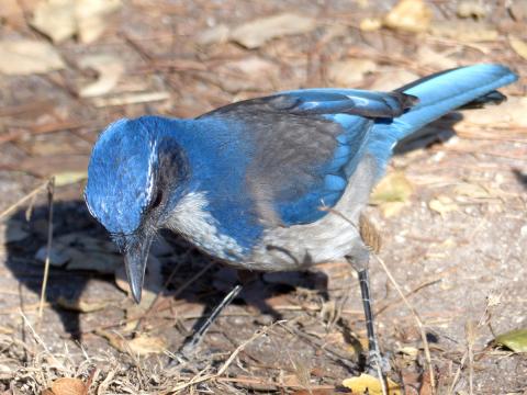 Closeup of California Scrub Jay foraging on the ground showing mask, gray back, and white belly