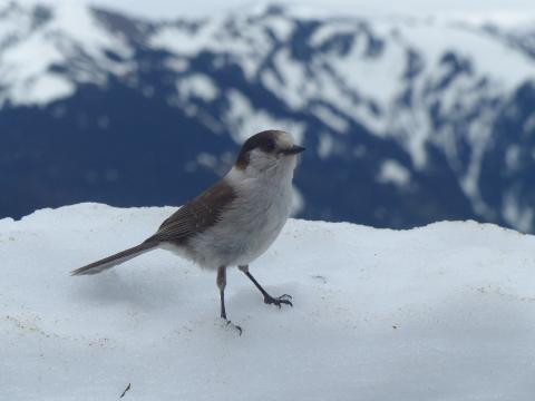 A habituated Canada Jay takes a moment to beg for food in winter with the Olympic Mountains in the background 