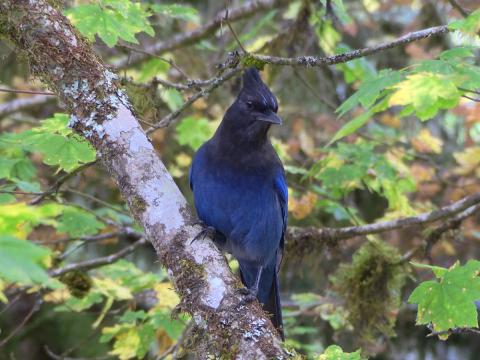 A habituated Stellers Jay poses on a branch hoping for a handout next to the Sol Duc River
