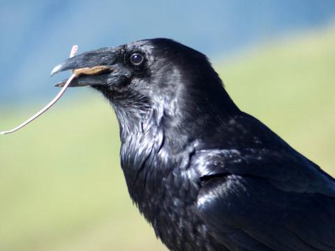 Closeup of a Common Raven with its beak slight open and a rodent foot and tail sticking out of its beak