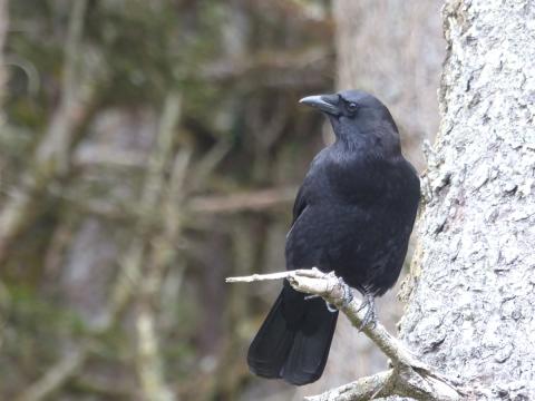 American Crow sitting on a Sitka Spruce Branch looking for food opportunities at Rialto Beach