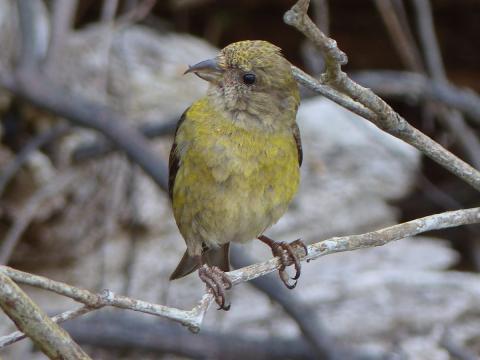 A closeup of a female Red Crossbill that is all yellow with a bill where the tip is crossed
