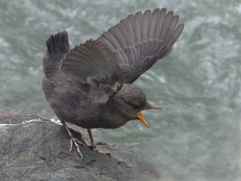 A juvenile American Dipper with a yellow bill raises its tail and flaps its wings in anticipation of being fed by its parent 