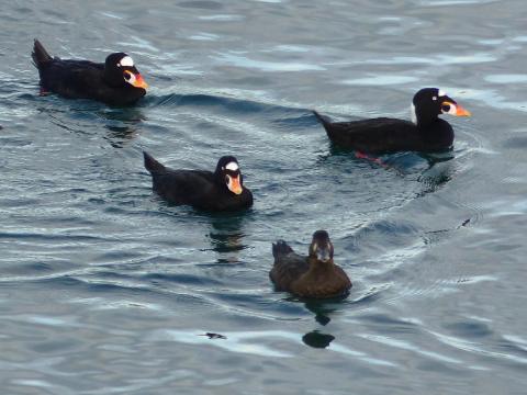 Three adult Surf Scoter males with white foreheads and large bulbous red and orange bills and one brown female in front