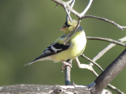 An adult male American Goldfinch is pictured with a yellow body, black forehead and black and white wings