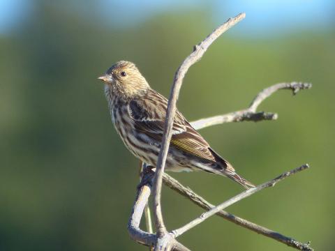 An adult Pine Siskins is shown with its plain face, streaky breast, sharp bill, and yellow in the wing 