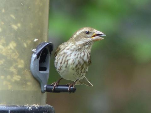 A female Purple Finch is shown on a birdfeeder showing a more patterned face with a white line above the eye