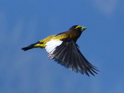 A flying adult male Evening Grosbeak is shown so you can see his black and white wings and yellow eyebrow on head