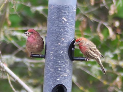A male adult House Finch is shown on the right and an adult male Purple Finch is shown on the left on a bird feeder
