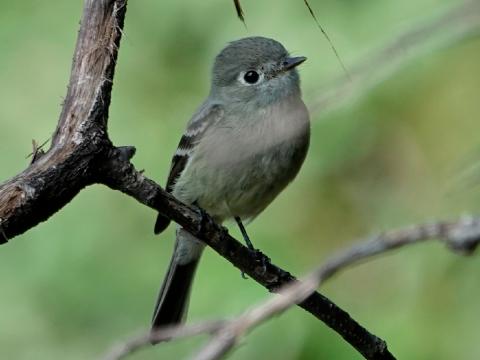 A Hammond's Flycatcher is a more typical Empid with breeding habitat and voice being the best identification feature