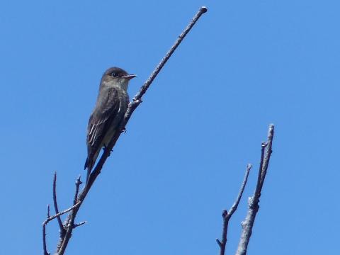 An Olive-sided Flycatcher with a dark cap and lighter cheek and neck is pictured perched on a branch against a blue sky