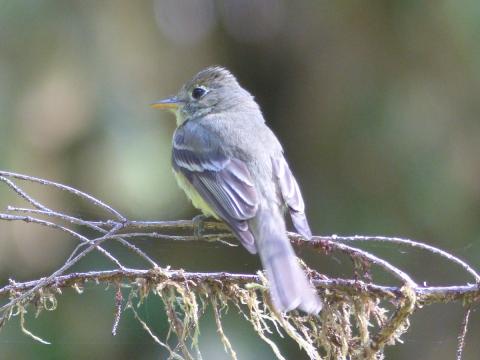 The Western Flycatcher used to be named the Pacific-slope but was lumped recently and is an empid with a teardrop shaped eyering and peaked crown