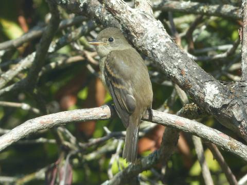 A Willow Flycatcher is an empid that barely shows an eyering and white wingbars