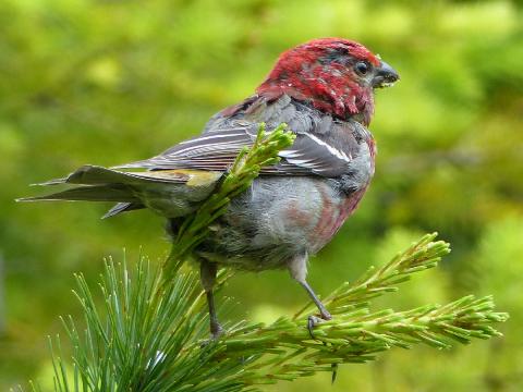 An immature male Pine Grosbeak is shown perched on a small conifer possibly molting into his adult all red plumage