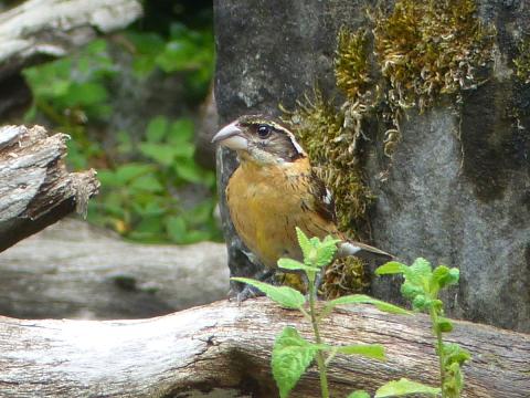 A feamle Black-headed Grosbeak is pictured with a striped instead of solid black head and duller orange chest with some fine streaking