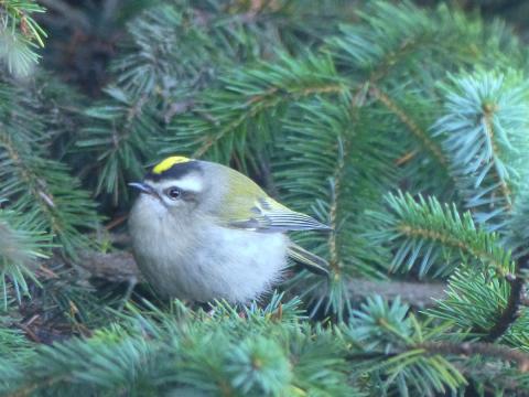 A Golden-crowned Kinglet is pictured on a conifer branch actively foraging