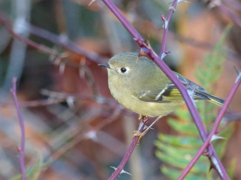 Ruby-crowned Kinglet shown perched with white eyering, small bill, and yellow feet