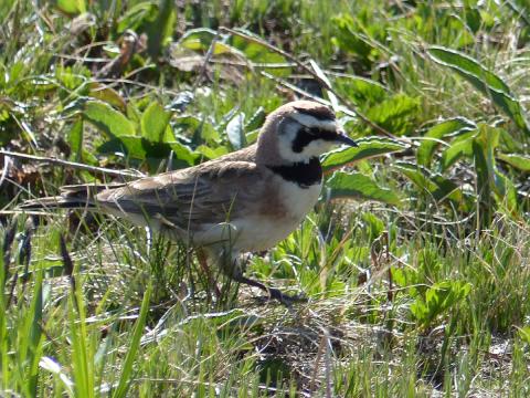 An adult male Horned Lark is shown with his horn-like featers and dark face mask in a meadow at Hurricane Ridge during the breeding season