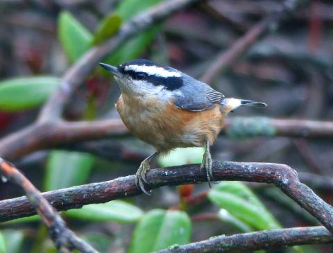 Adult Red-breasted Nuthatch shown perched facing the camera