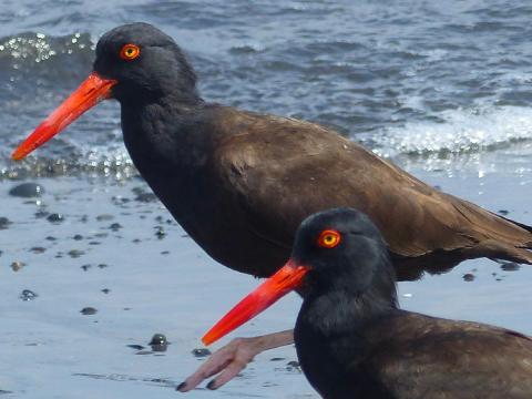 A pair of Oystercatchers showing their long red bill, colorful eyes, and black body with surf in the background