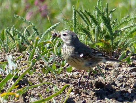 An American Pipit is shown at Hurricane Ridge with food that it will take its young