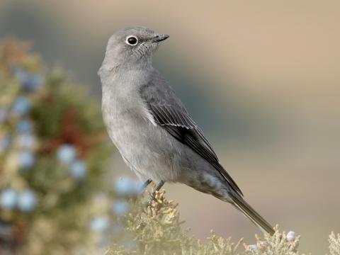 An adult Townsend's Solitaire is perched on a juniper with the blue berries in the background 