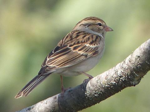 A nonbreeding adult Chipping Sparrow is shown perched without a bright red cap