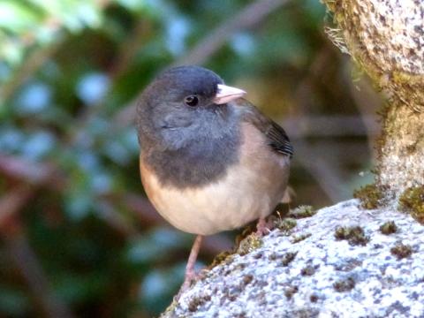 An "Oregon" adult male Dark-eyed Junco shows its all dark head, pink bill, white belly and tan sides