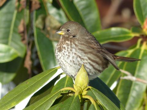 A plump-looking "Sooty" Fox Sparrow sits on a rhododendrun showing off its spotted chest and yellow base of bill