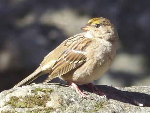 A nonbreeding adult Golden-crowned Sparrow is shown in good light