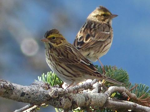 Two Savannah Sparrows are perched near eachother during migration at Hurricane Ridge with blue sky in the background