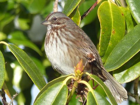 An adult Song Sparrow sits in a rhododendrun showing its streaky breast, gray and brown lined head, and gray bill