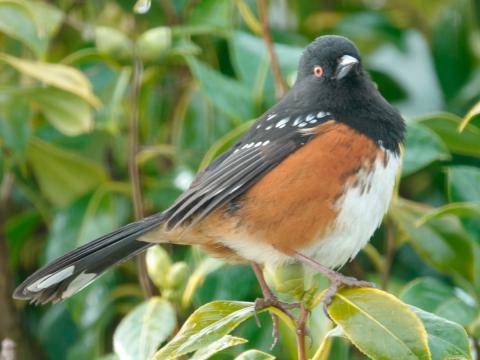 A male Spotted Towhee has a black instead of brown head and is overall brighter colored than the female