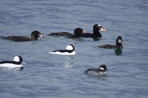 One adult and three immature males surf scoters or seaducks along with two male and one female buffehead and pictured swimming together on Ediz Hook